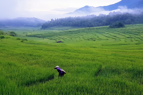 Terrace fields in Pu Luong